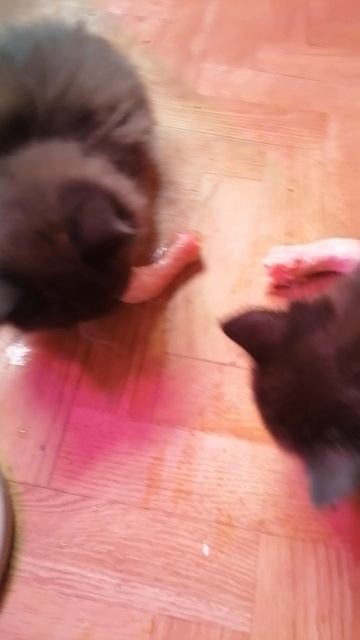 VID_20250505_181202.mp4
