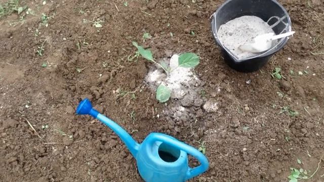 Как избавиться от мошек и слизней на капусте. Уход за капустой.