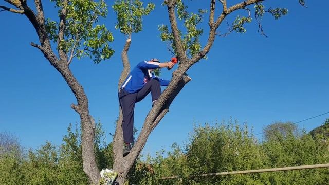 Формировка старой груши(с.Красный-Мак)👍💪🌳