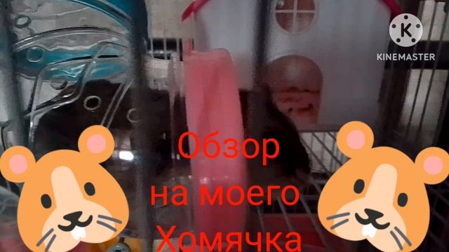Обзор на моего хомячка🐹