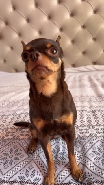 А зачем в холодильнике тогда лампочка? #dog #lovedogs #love #a4 #sh