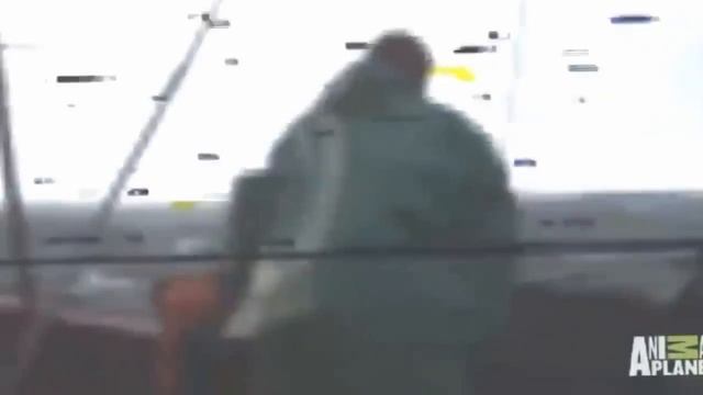 Русалки