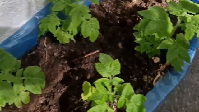 У РАССАДЫ ТОМАТОВ СТЕБЕЛЬ ТОЛЩЕ ПАЛЬЦА ВСЕГО ЗА 2 ДНЯ! 🔥 Поливаю рассаду только ВОТ ЭТИМ