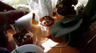 Янтарная кислота Зачем когда и как применять.