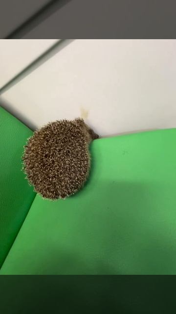 🦔Ёжика заметили в электричке МЦД🦔