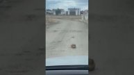 Схватка двух сусликов на дороге остановила движение в Заволжском квартале многодетных семей