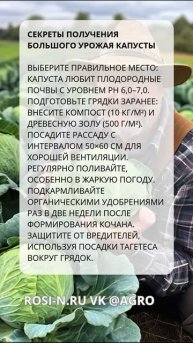 Секреты получения большого урожая капусты #садоводст