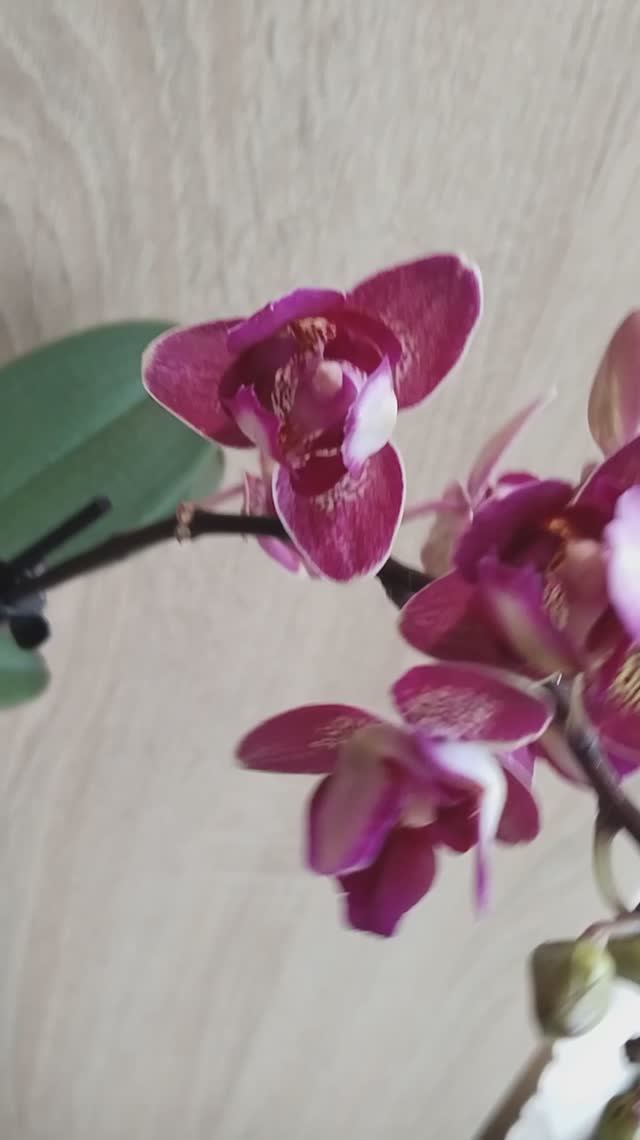 фаленопсис Шамони пелорик