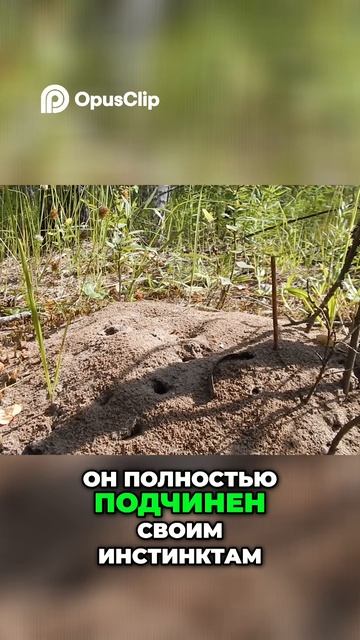 Муравей: Свобода Инстинкта или Гармония Бездумия?