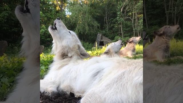 Песня волка.