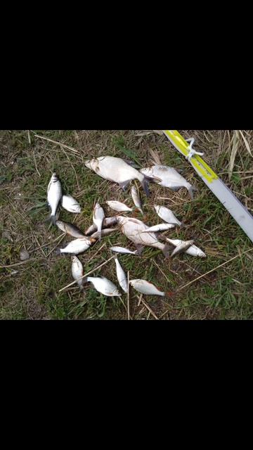 Боковой кивок на мормышку🎣 Наживка опарыш, навозный червь.