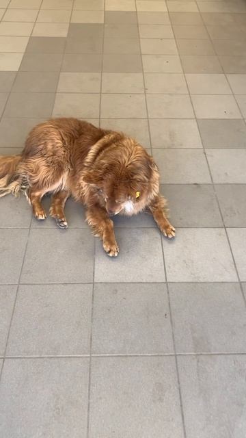 Собаки в городе🐕