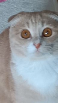 Когда Бри смотрит на меня😺