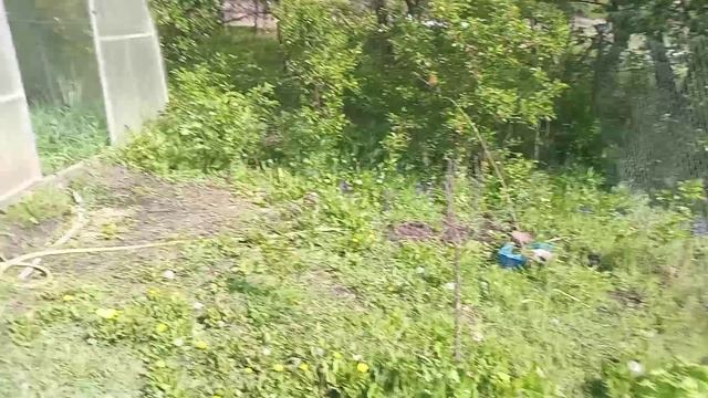 Во саду ли, и в теплицах...