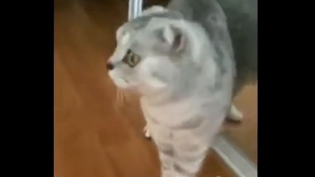 видео смешное скачать я хахатал и вы хахичити