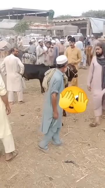 Cow Mandi Funny Video Eid ul Adha #eiduladha #funny #eid #eidmubarak #eid2024 #bakra  #cow #camel