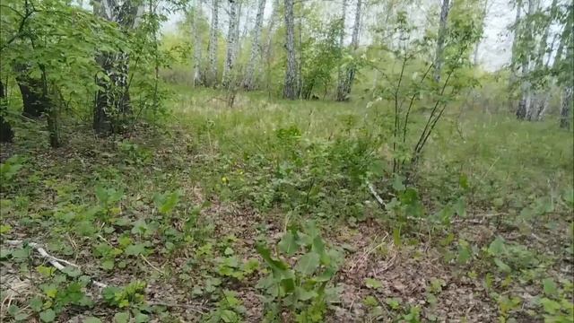 Собираю лесные травы. Мать-и-мачеха - от кашля. Лесная клубника и черная смородина - для чая! #май25