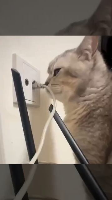Кот отключает интернет