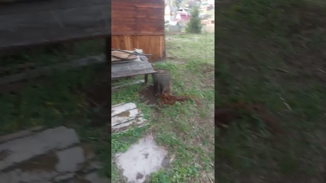 VID_20250511_183849.mp4