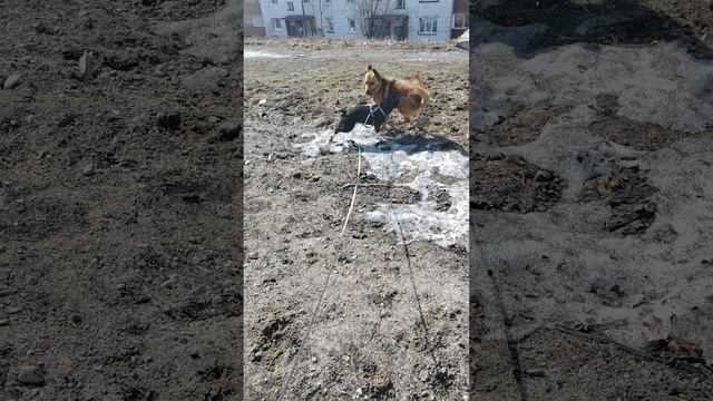 Женихается... Ни разу не с амстаффом...