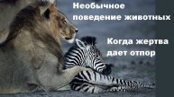 Необычное поведение животных. Когда жертва дает отпор (10/19)
