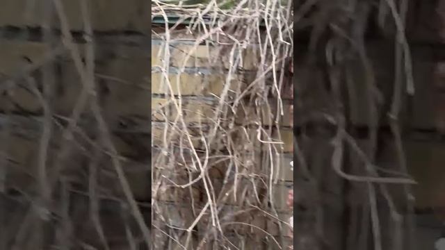 Окно в природу