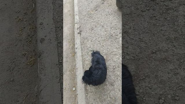 Линда притворяется.