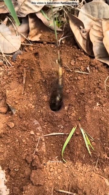 Costly Worm Unearthed #shortsvideo