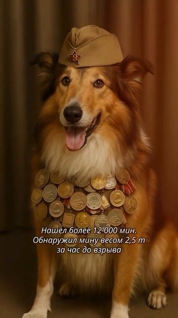ЧЕТВЕРОНОГИЕ ГЕРОИ ✨