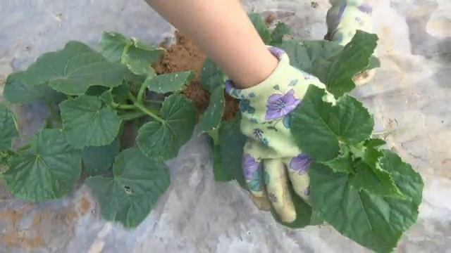 Борьба со слизнями и улитками продолжается. Результат использования пива(1)