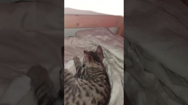 мой котёнок