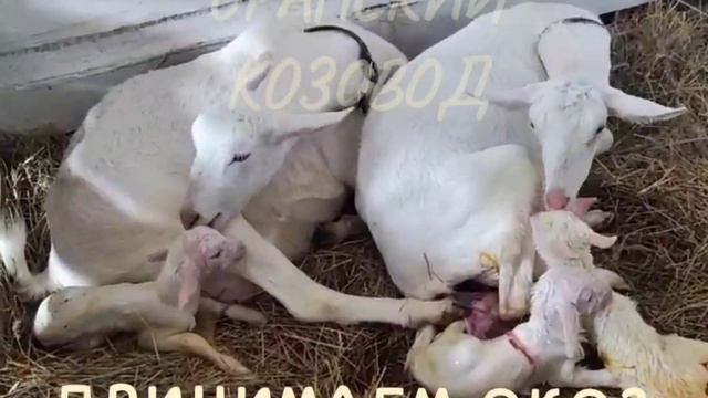 Оранский козовод представляет...