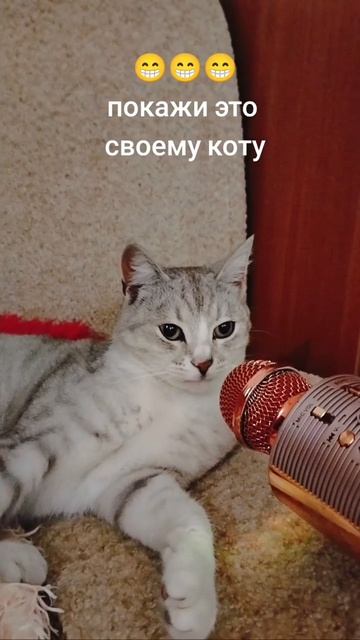 хор котов