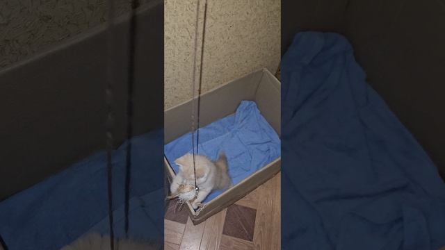 Котенок