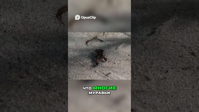Лесные муравьи: Секрет защиты леса без химии!