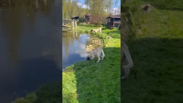 Щенки Кангальской овчарки (Турецкий кангал)
