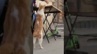 Кошки занимают лучшие места в ресторанах и кафе
