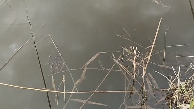 Будни егеря. Рыбалка 🎣 на карасика.8.05.25