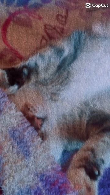 ❤️ #cat видели какой я красивый😸 если я вам понравился