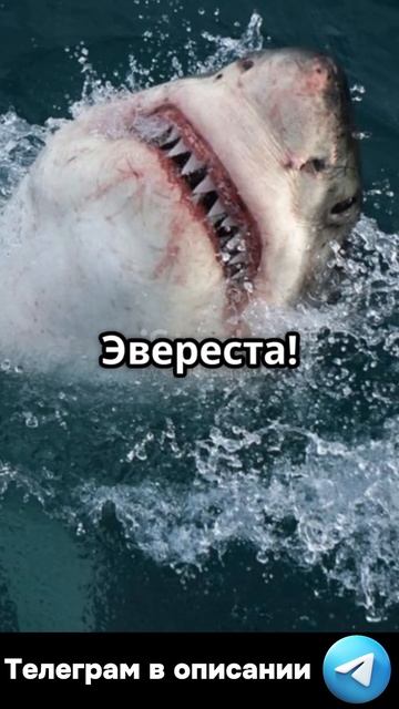 Акула в космосе 🚀 #криптовалюта #shorts