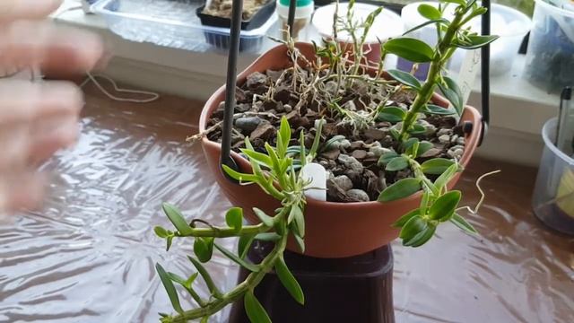 Den Loddigesii in bud - Дендробиум лоддигеза наращивает бутоны