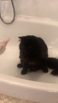 Белый Кот 🙀 не успел занять очередь в 🛁 SPA
