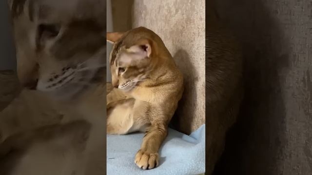 Берта и Фрэнк, три колодца…