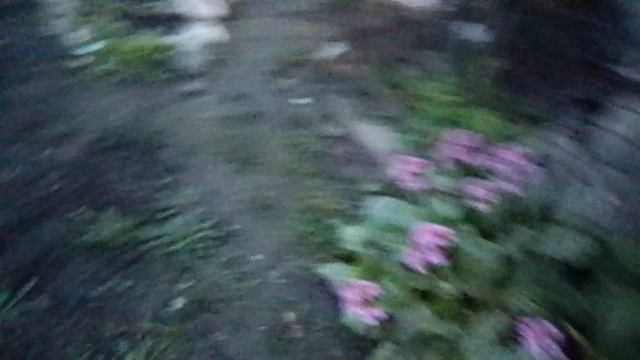 Вечерняя прогулка по огороду.