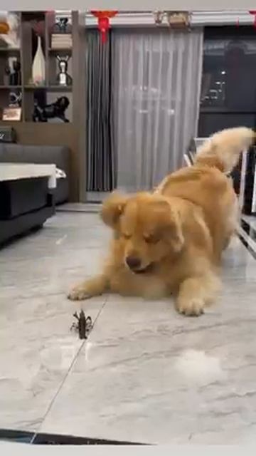 Мир домашних питомцев – Серия 470: Забавные и милые моменты