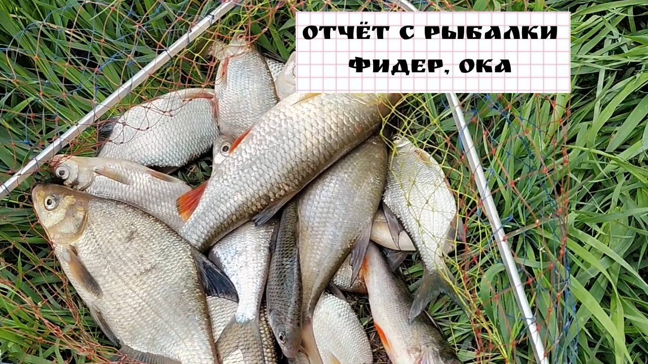 Рыбалка на фидер на Оке. Отчет с открытия сезона.