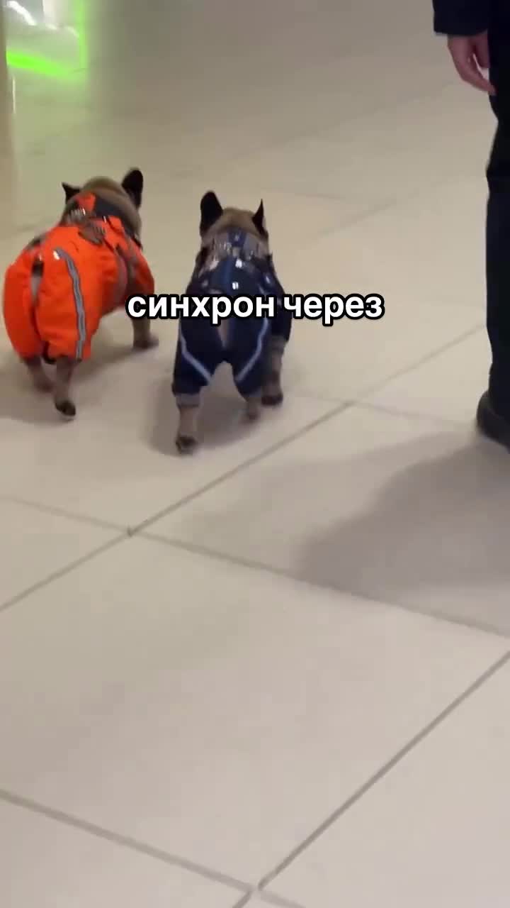 #кошкадома #котики #catselfie #catgram #котодевочка #catdaddy #catclub #catlife #cathappiness #ко...