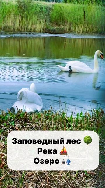 Лебеди в Лаки Парк