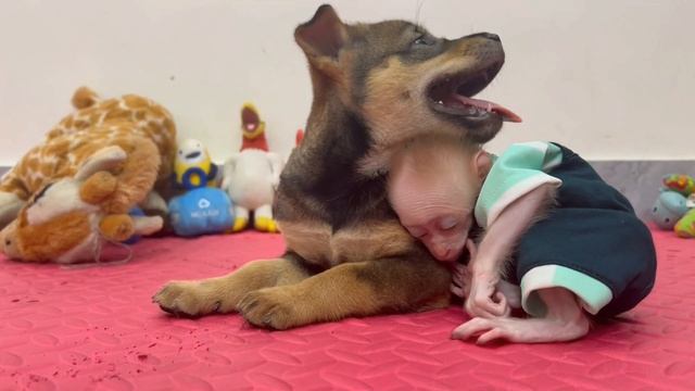 Обезьянка и Щенок друзья крошки Нежные чувства Трогательная МИЛОТА Приятно смотреть