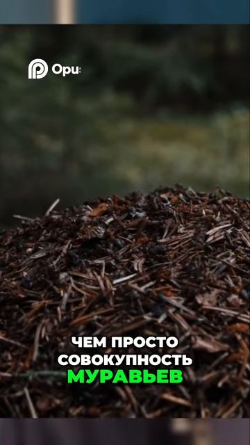 Муравейник: Удивительная социальная структура муравьев